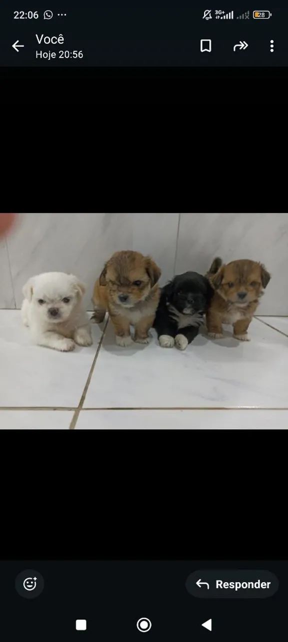 filhotes de lhasa Apso  - Foto 2