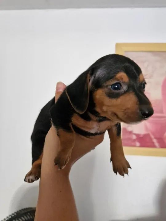 RAÇA SALSICHINHA (DACHSHUND)