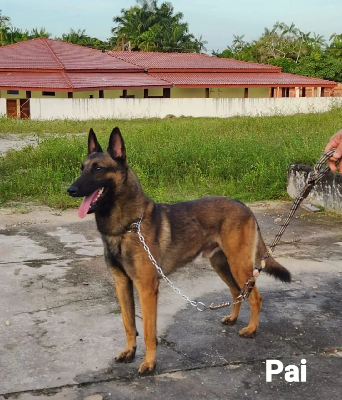 Cão Pastor Belga Malinoá - Pai