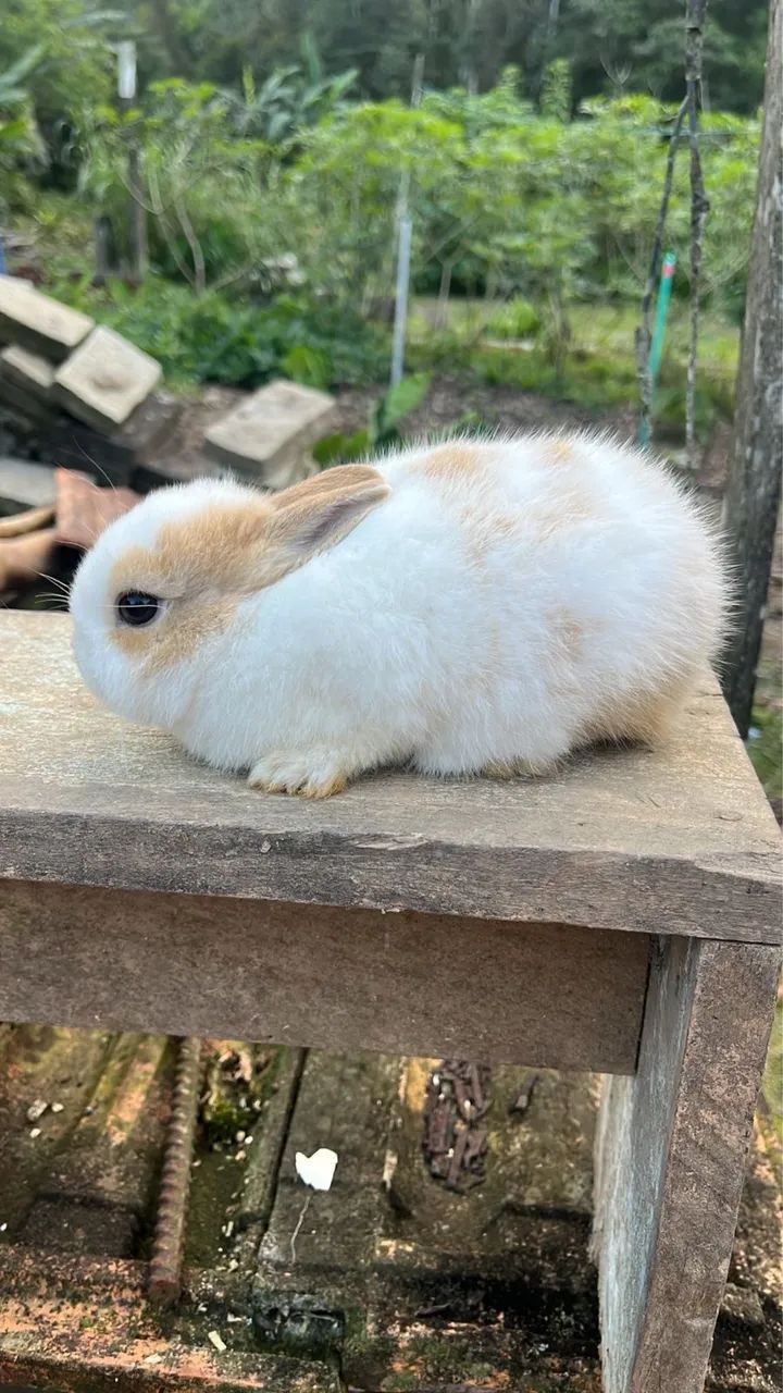 Filhotes mini coelho Netherland - Machos64167793961730123