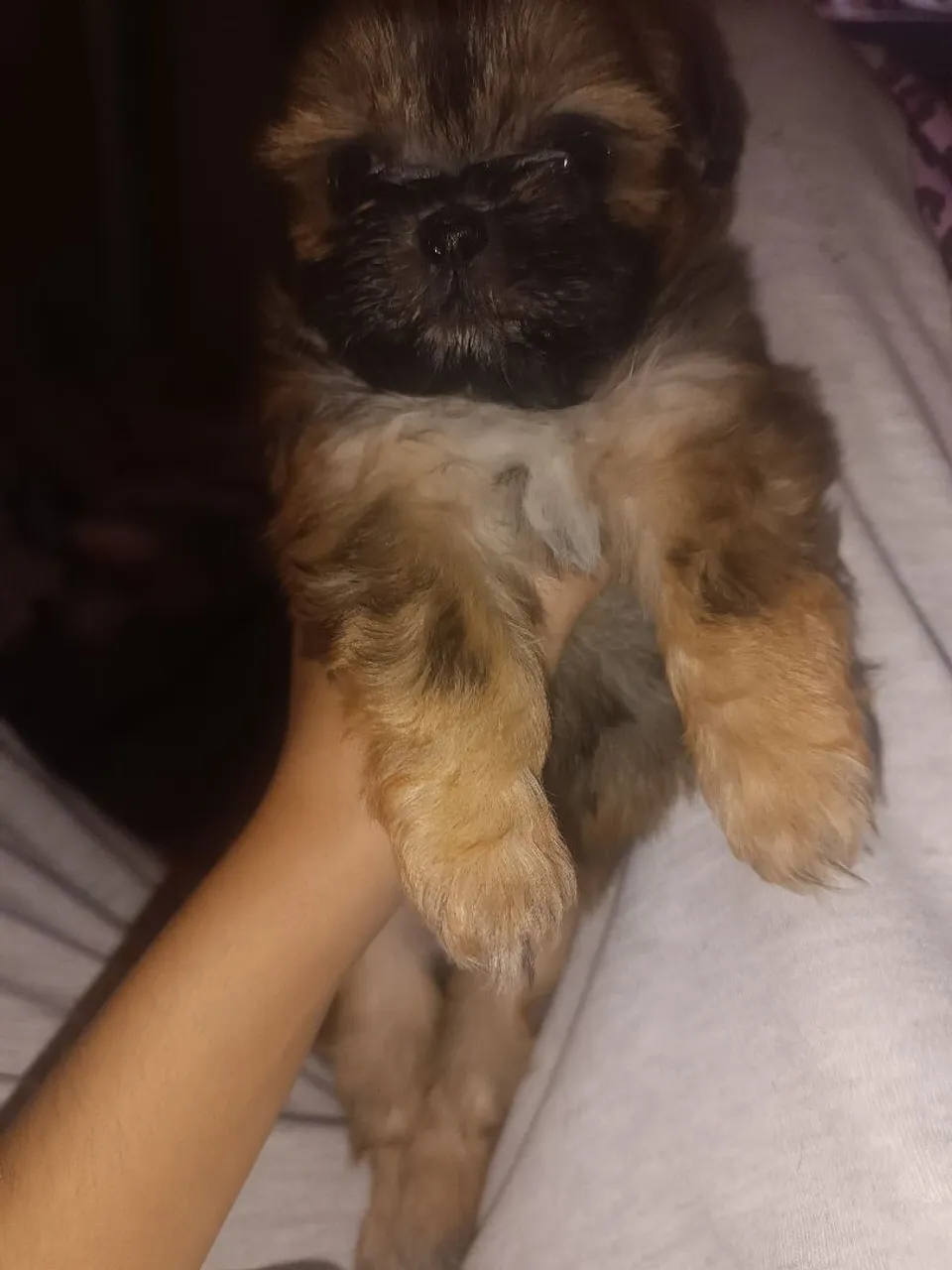 Filhote de Shih Tzu disponível para venda