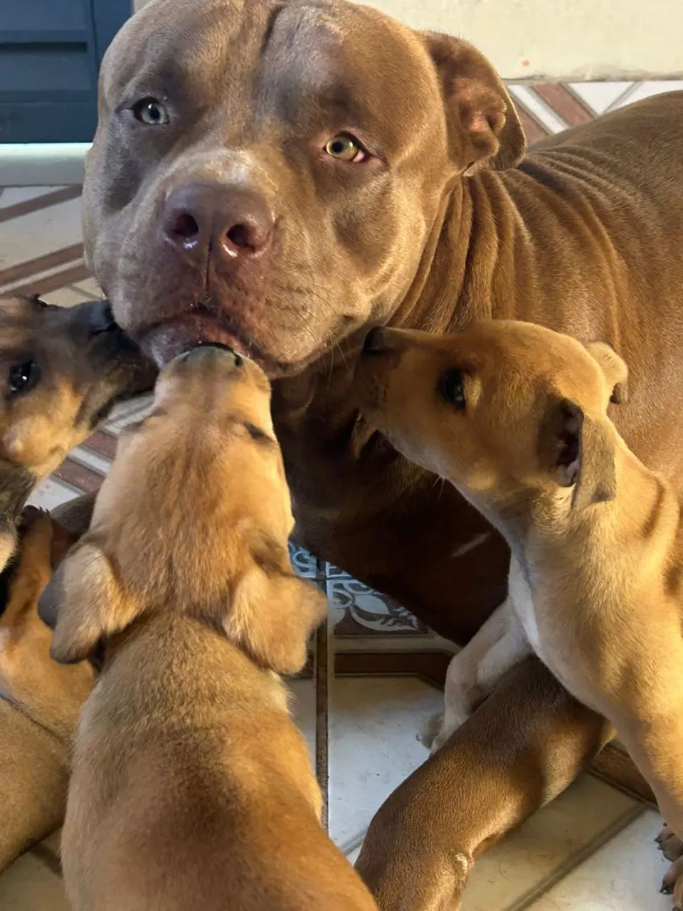 Vendo filhotes de Pitt Bull vim buscar no cpa
