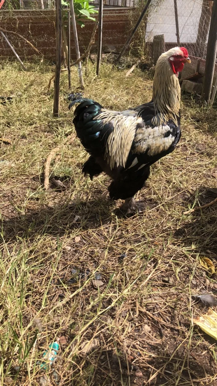 Frango Ornamenta Brahma