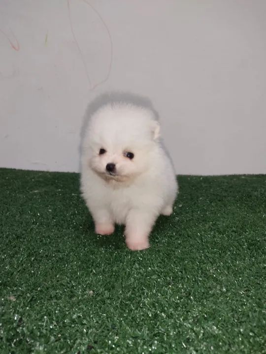 Filhote de Spitz Alemão - Foto 3