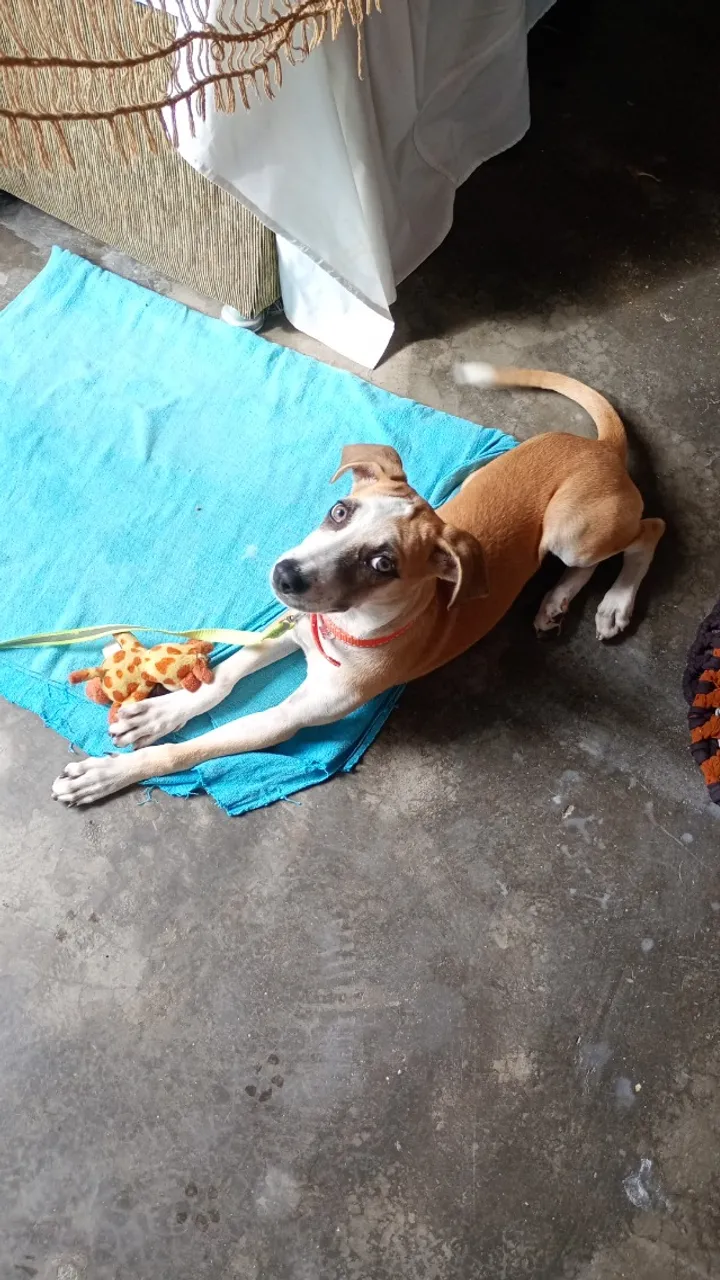 Doação cachorro filhote