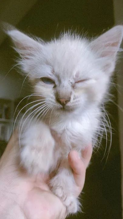 Gatinha branca e cinza disponível para adoção - Foto 4