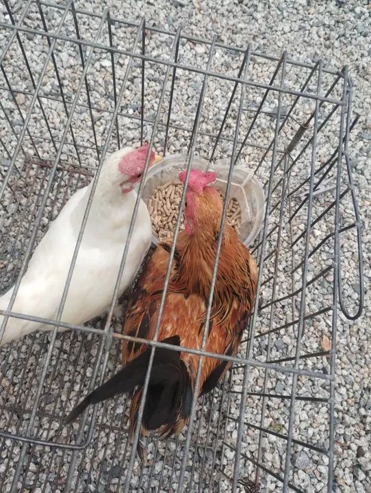 Casal de garnize  - Foto 2