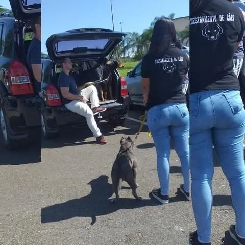 Adestramento de cães - Obediência e Companhia - Foto 2