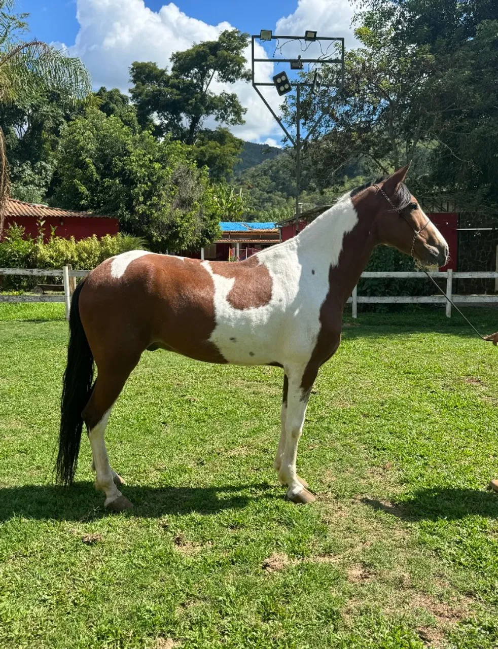 Cavalo Castrado