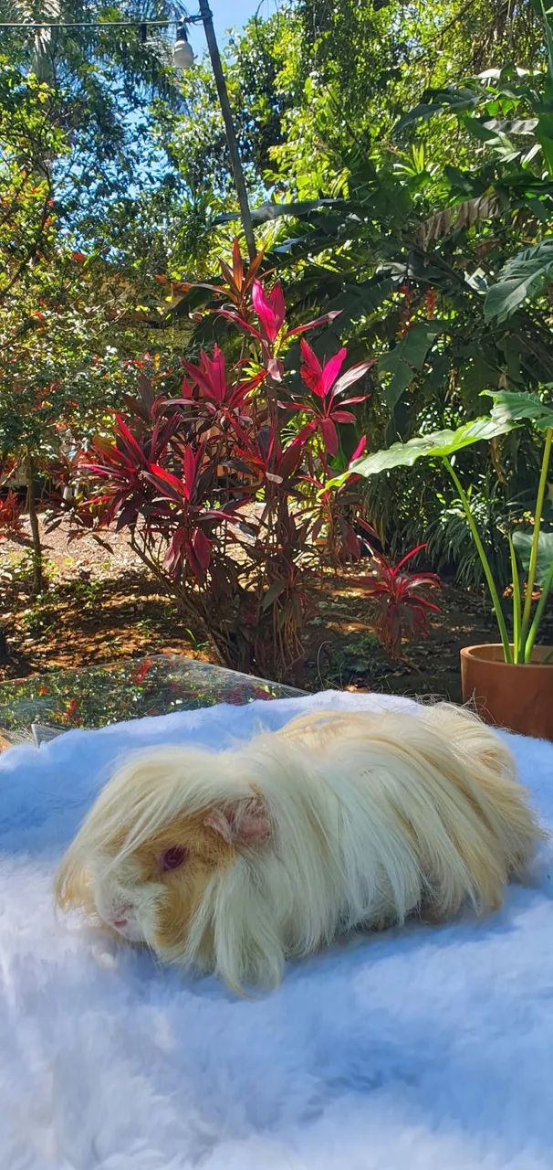 Porquinhos da Índia - Peruano - Foto 4