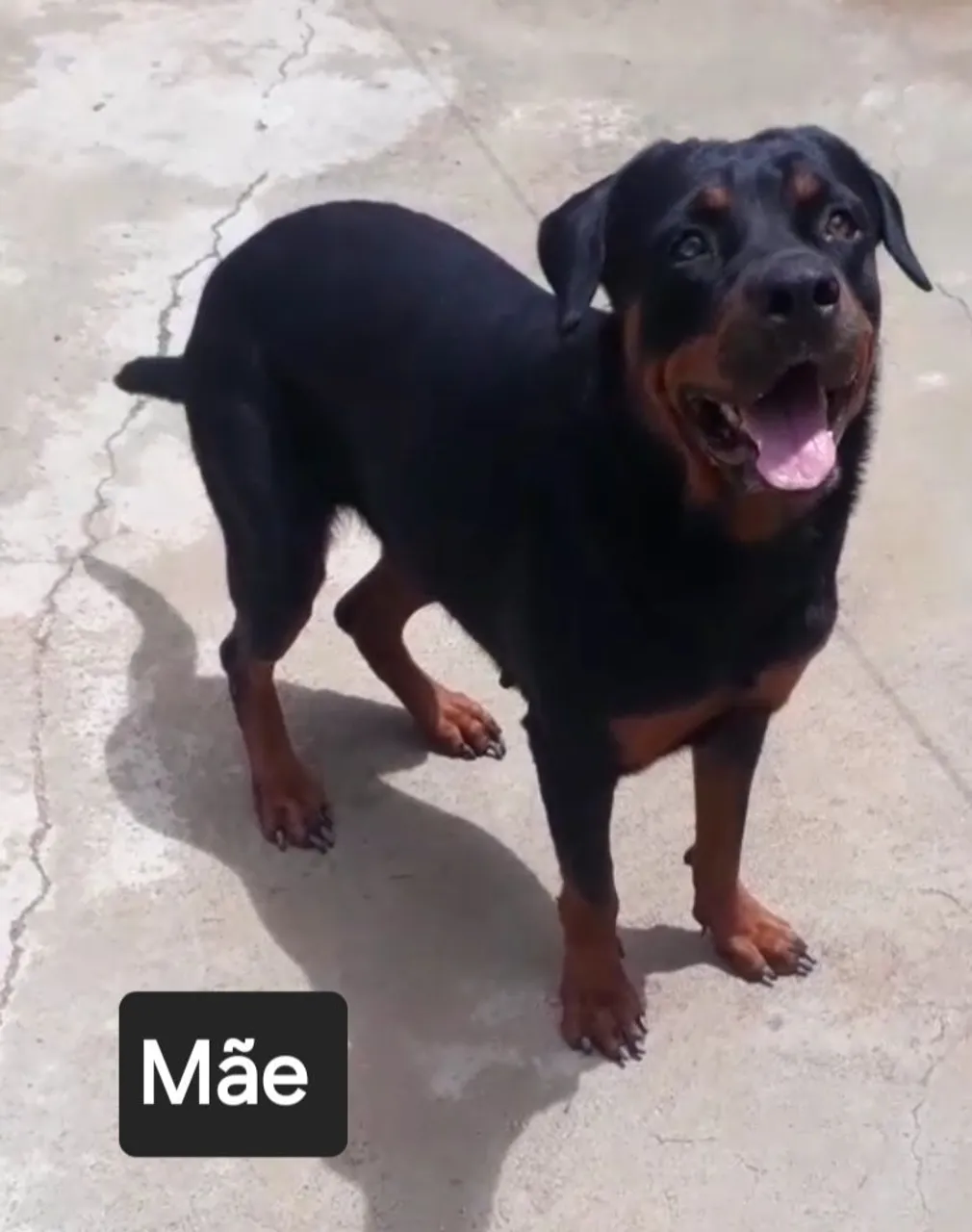 Filhotes de Rottweiler