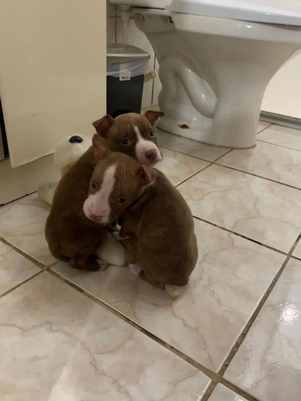 Filhote Pitbull - Foto 5