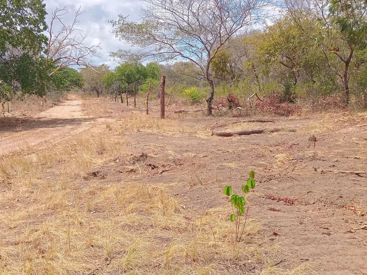 Fazenda  propriedade para soja gado e milho 
