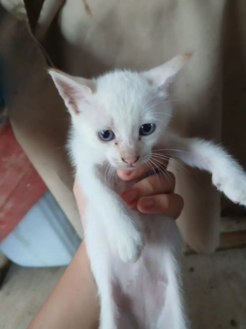 Gatinhos para adoção - Foto 3
