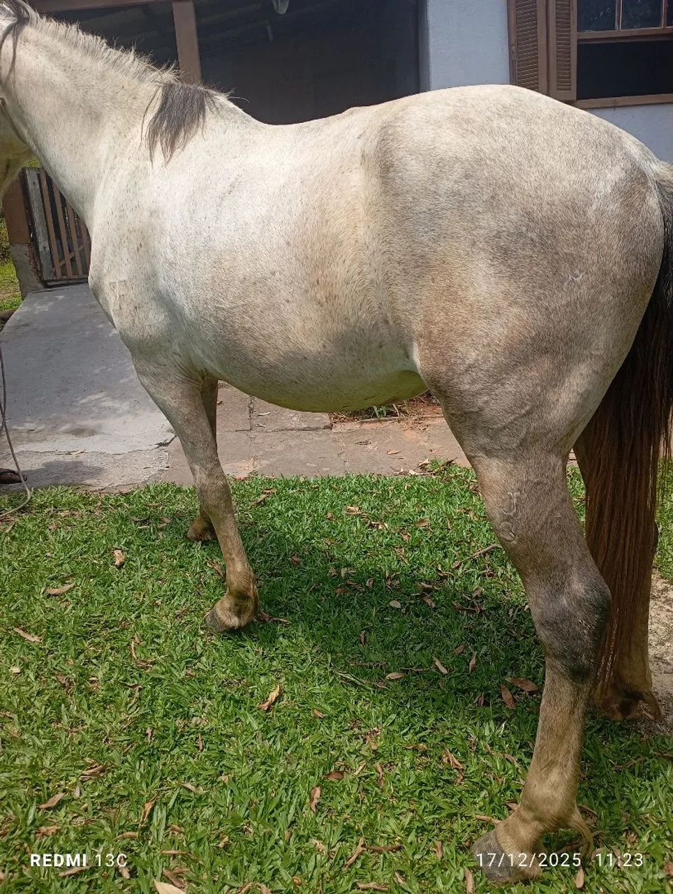 Vendo cavalo mangalarga domado de marcha trotiada fez 5 anos cavalo sem defeito  - Foto 2
