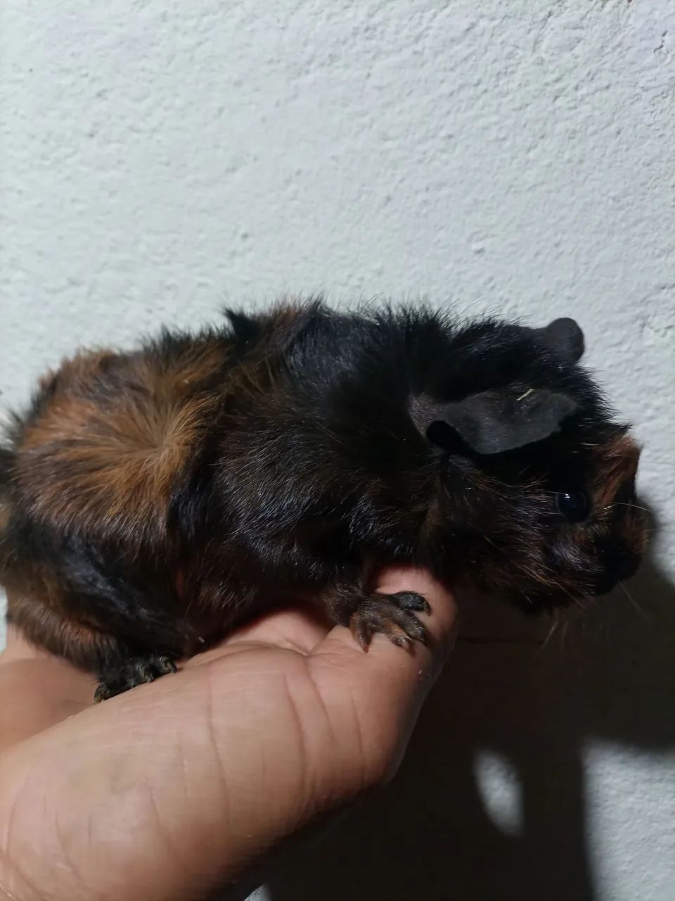 Porquinho da índia  - Foto 6