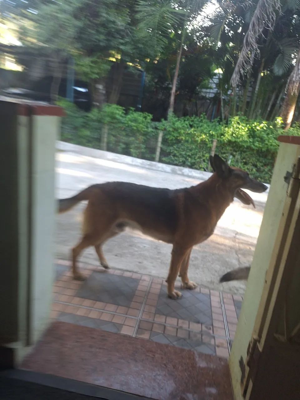 Filhote Pastor Alemão - Foto 2