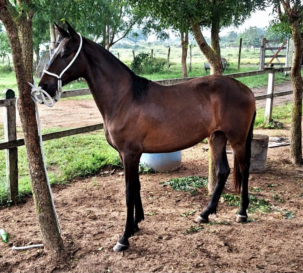 Égua  Mangalarga Marchador Registrada 