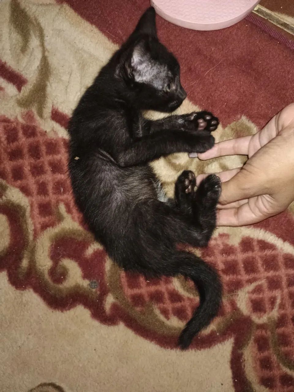 Gato macho para doação  - Foto 2