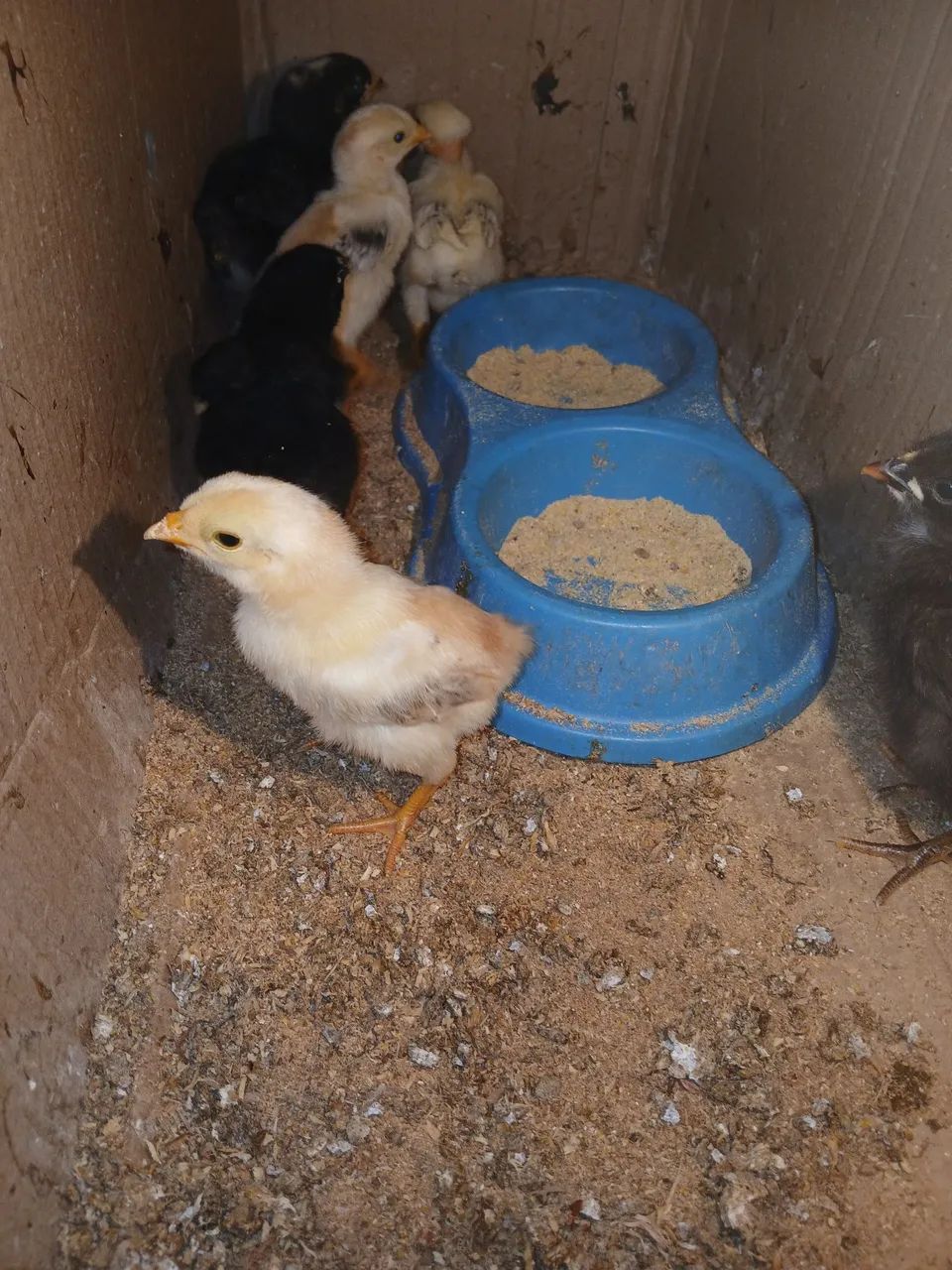 Pintinho para Criação Caipira  - Foto 5