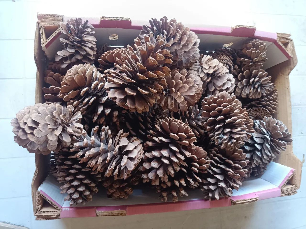 35 pinhas por 50 reais 