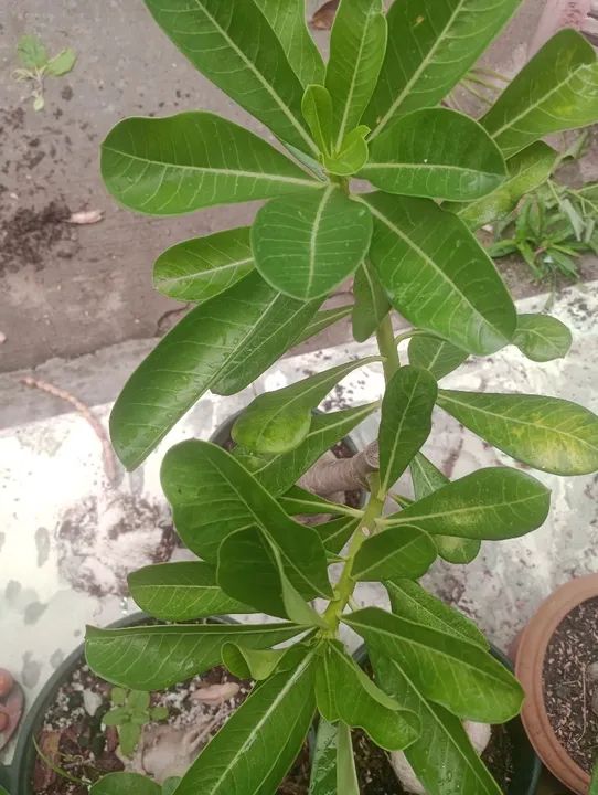 Muda de Adenium obesum - Foto 2