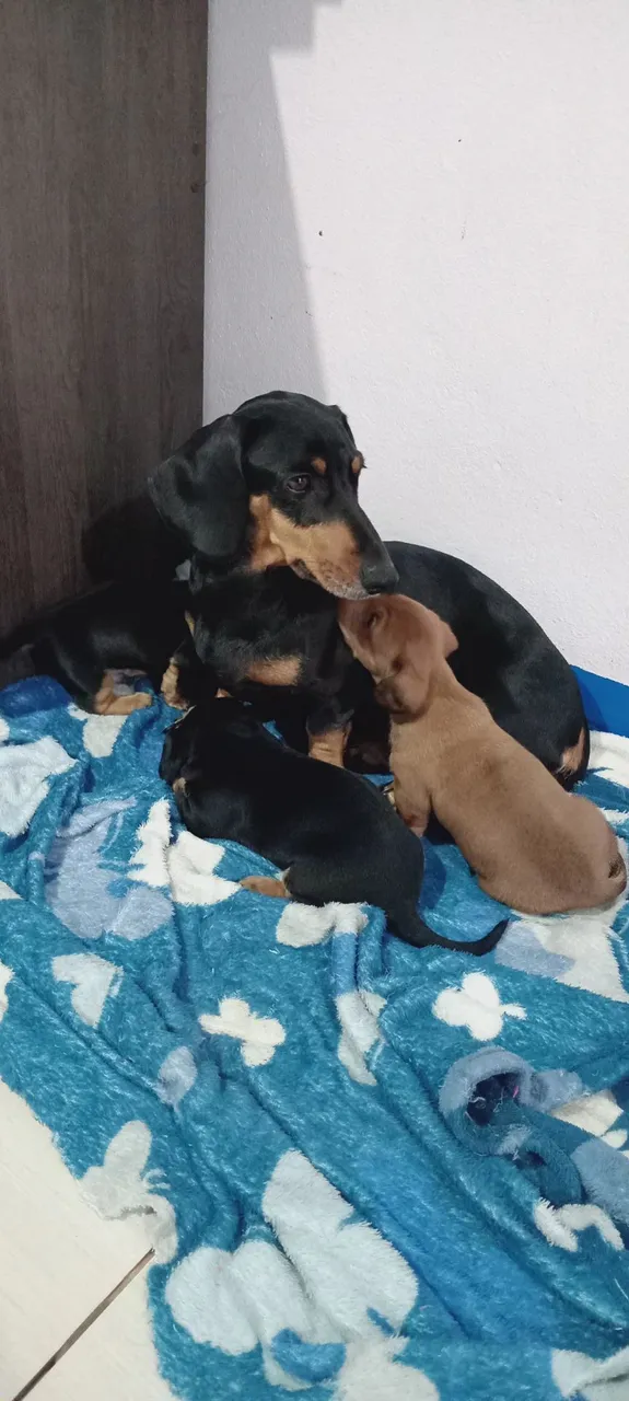 Filhotes de Dachshund a Venda