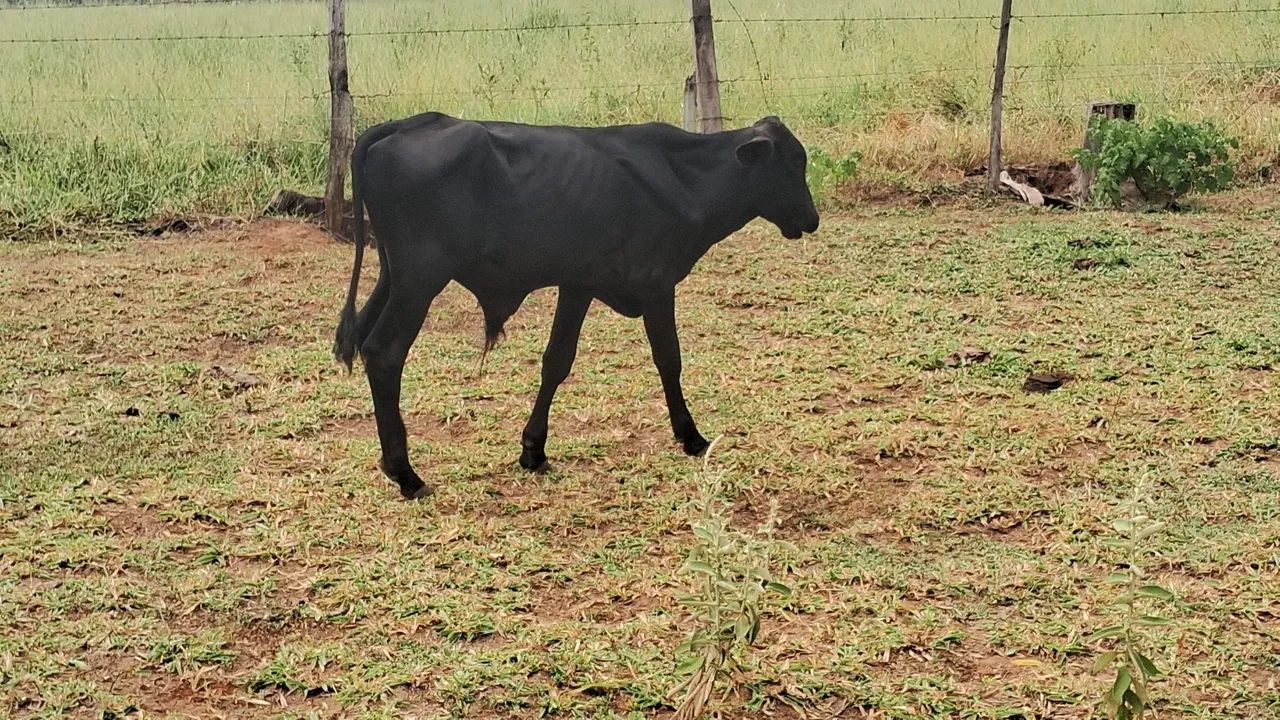 VENDE-SE BEZERROS MACHOS MANSINHOS  - Foto 2
