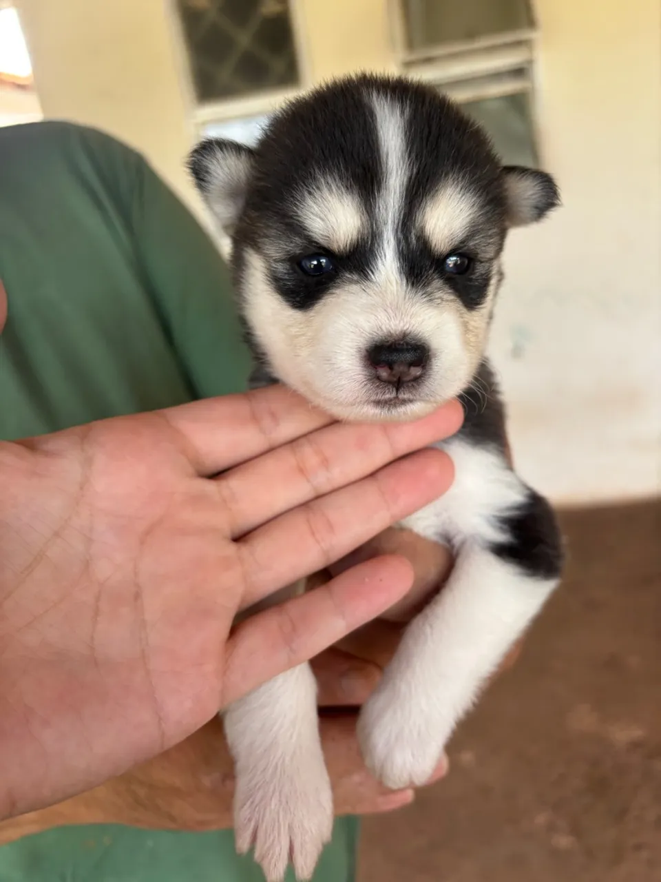 Filhote de Husky Siberiano - Pelúcia de Olhos Azuis!