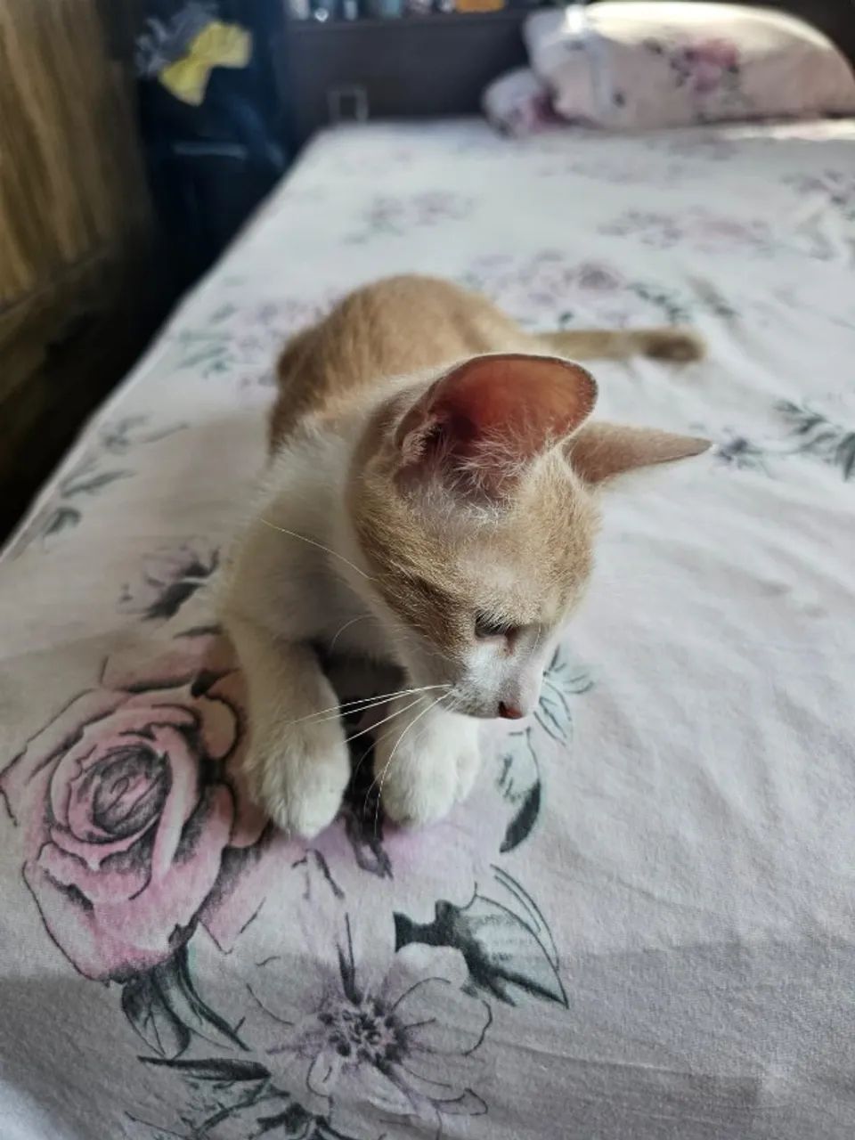 Gato macho adoção  - Foto 4