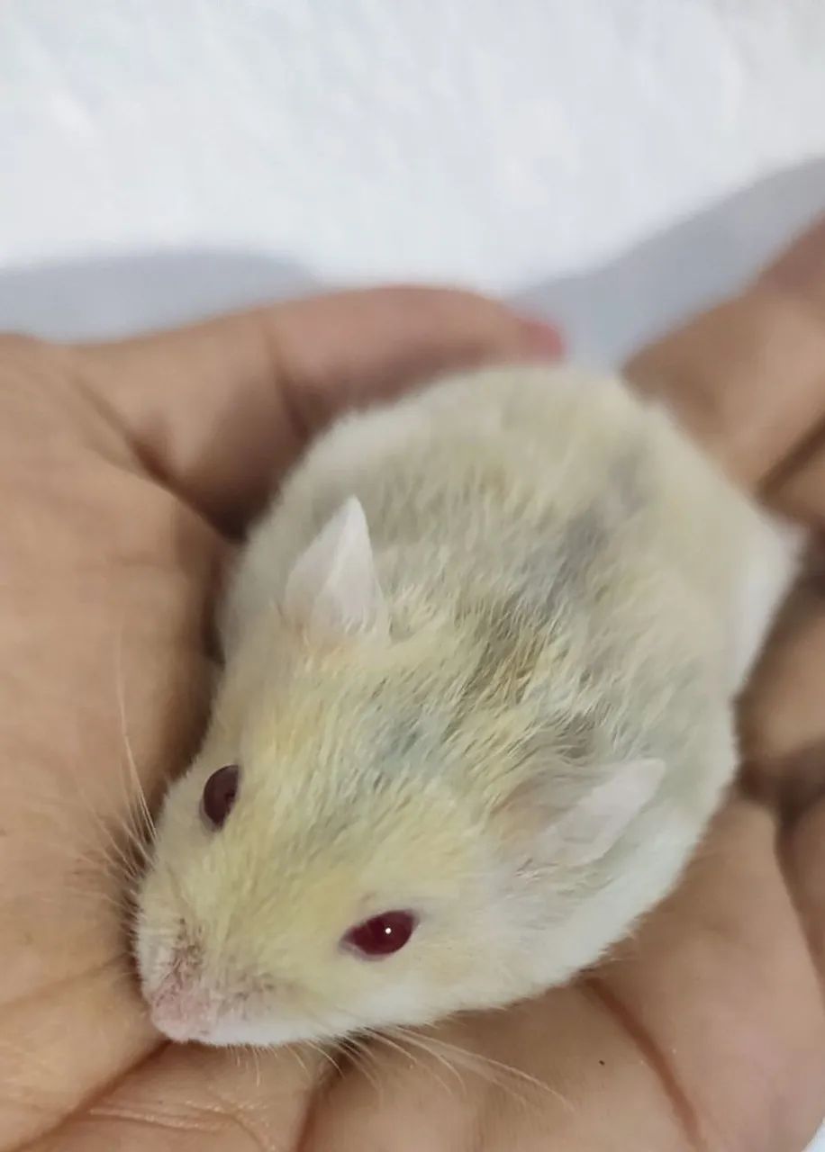 Hamster Anão Russo 64293084655490122