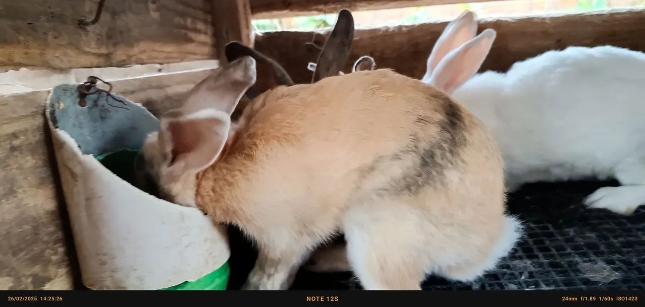 Três coelhos fofinhos para adoção - Foto 2