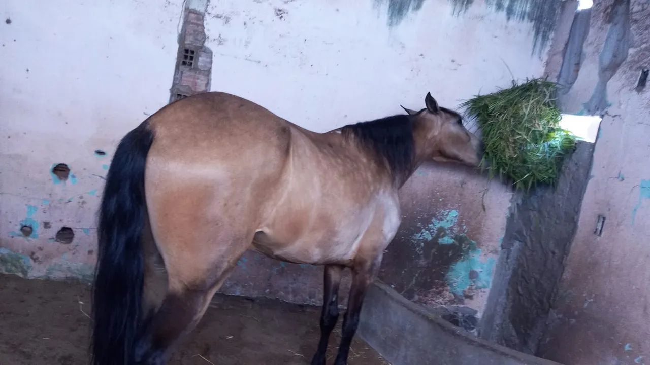 Cavalo Mangalarga Marchador