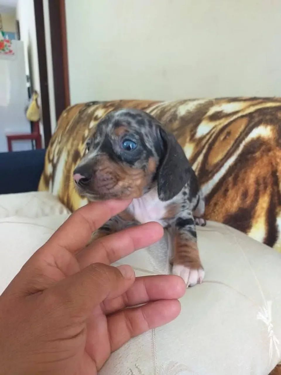 Filhote Dachshund arlequim  - Foto 4