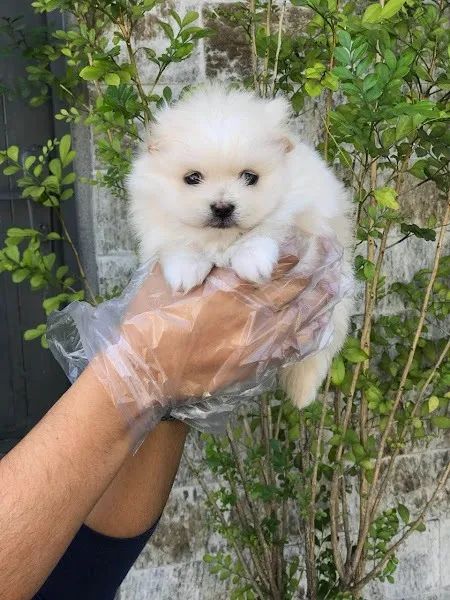 Spitz Alemão super fofos  - Foto 4