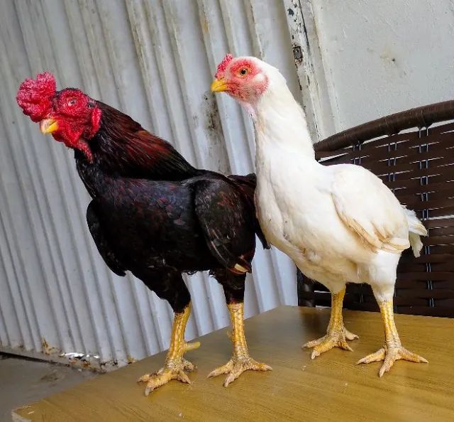 Vendo casal de Aseel Rajah Murgh Puros  - Foto 5