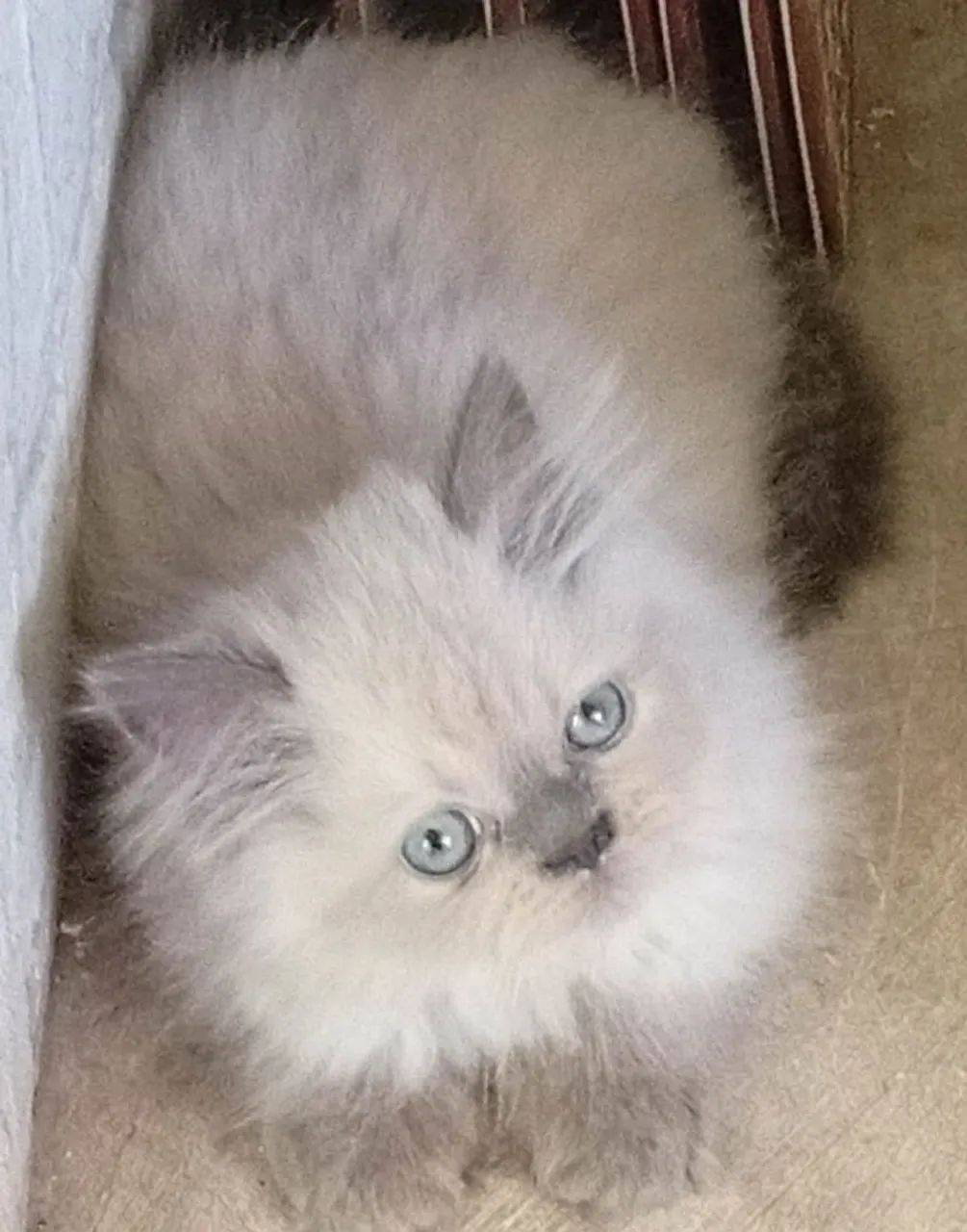 Filhote de gato persa - Foto 3