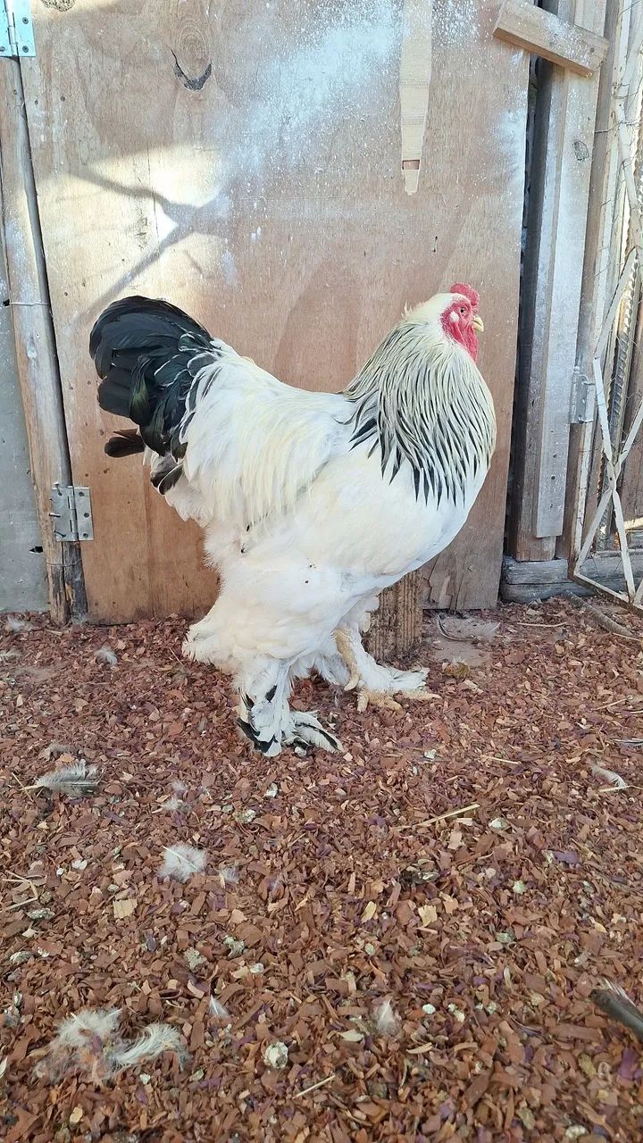 Ovos de brahma - Foto 2