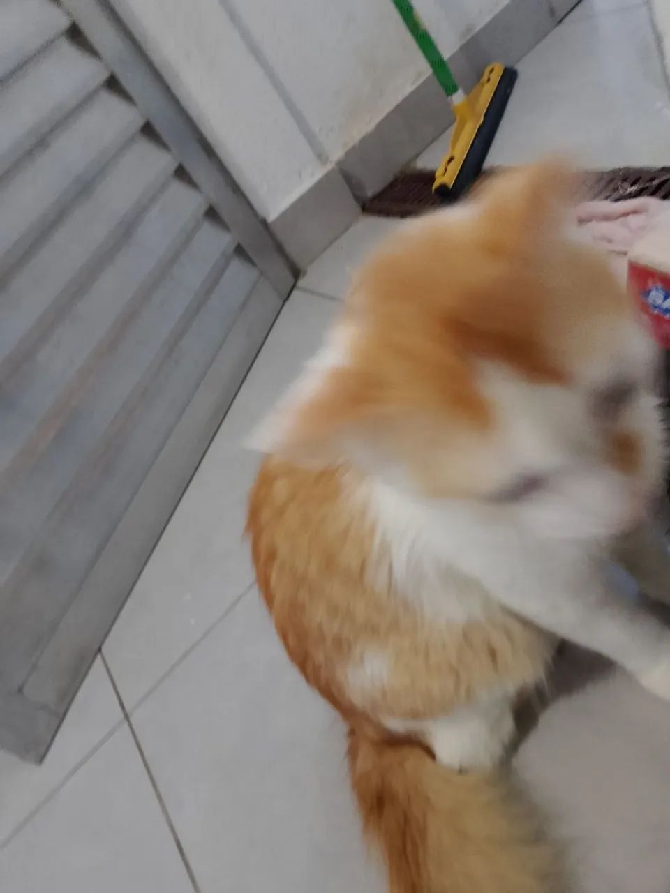 Doase gato  - Foto 5