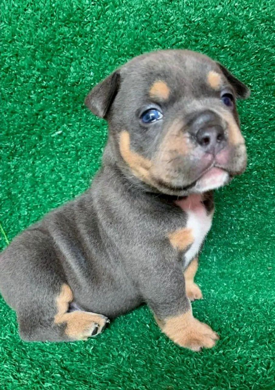 American Bully tree blue (POCKET - MACHO) - Foto 3