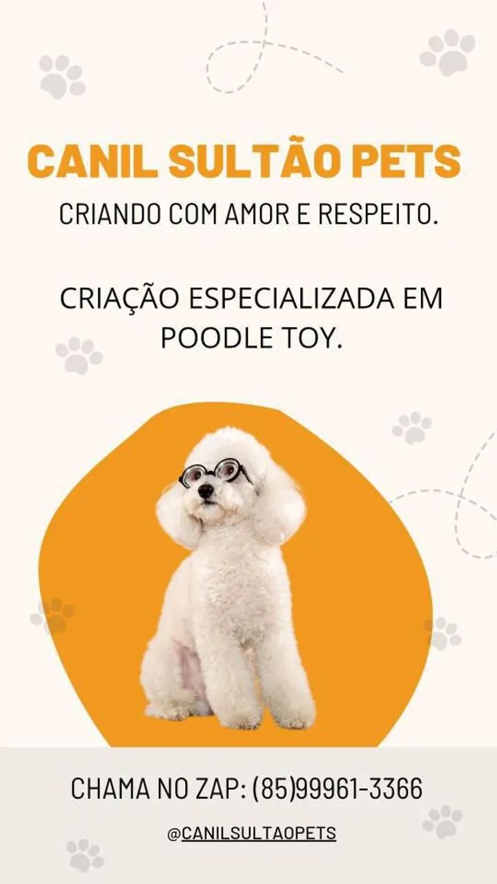 Canil Sultão Pets - Filhotes de Poodle - Foto 4