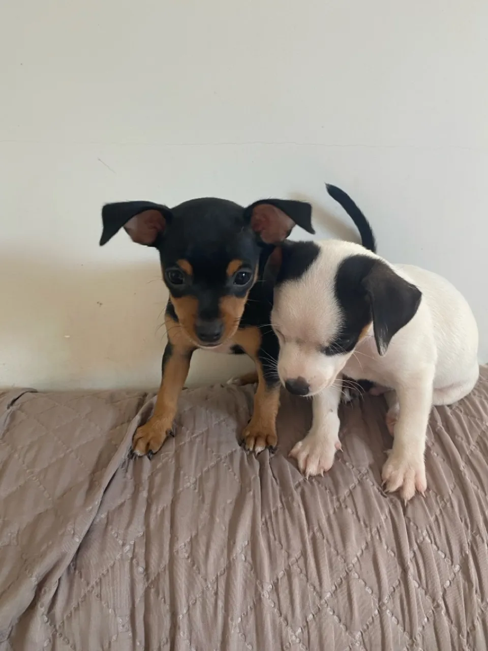 Filhotes de Pinscher - Lindos e carinhosos!