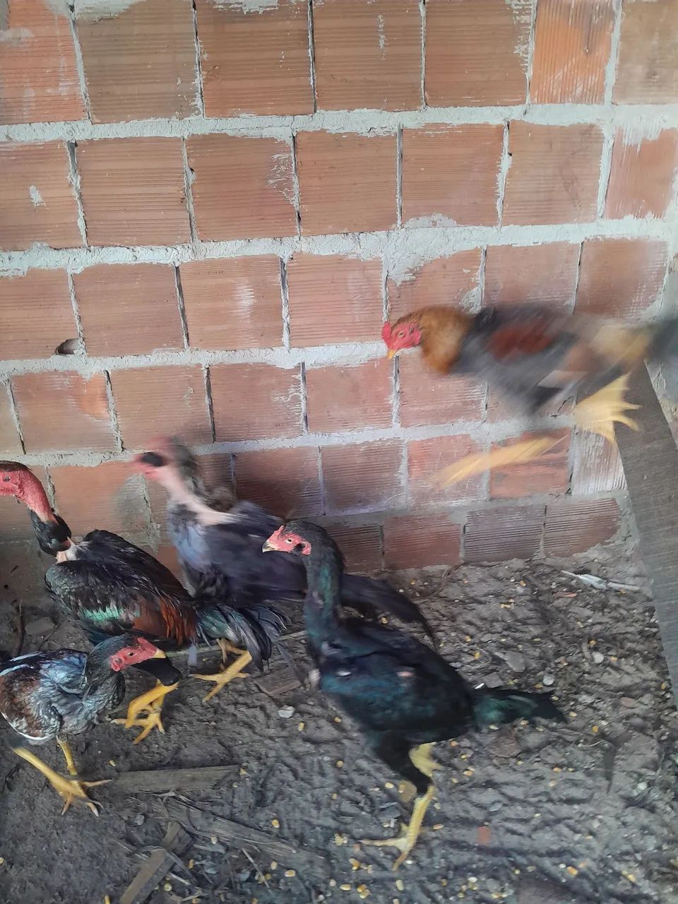 Frangos para venda 80 e70 cada - Foto 4