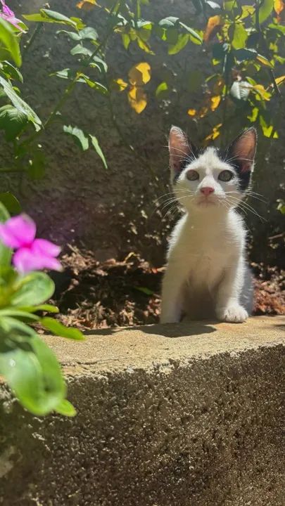 Gatinho Branco e Preto para Adoção - Foto 2