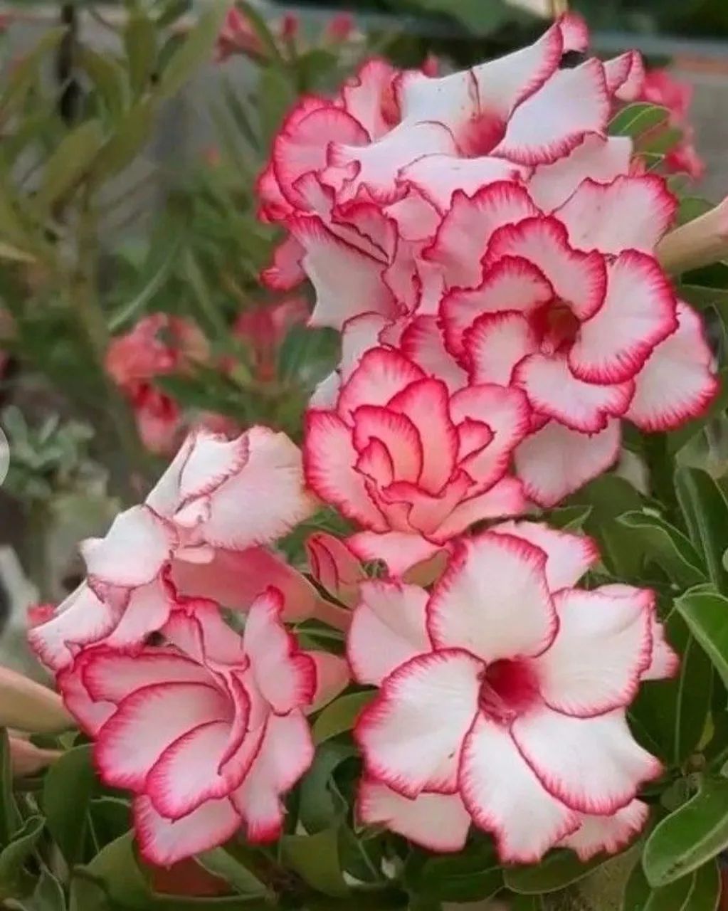 Rosa do deserto  - Foto 3