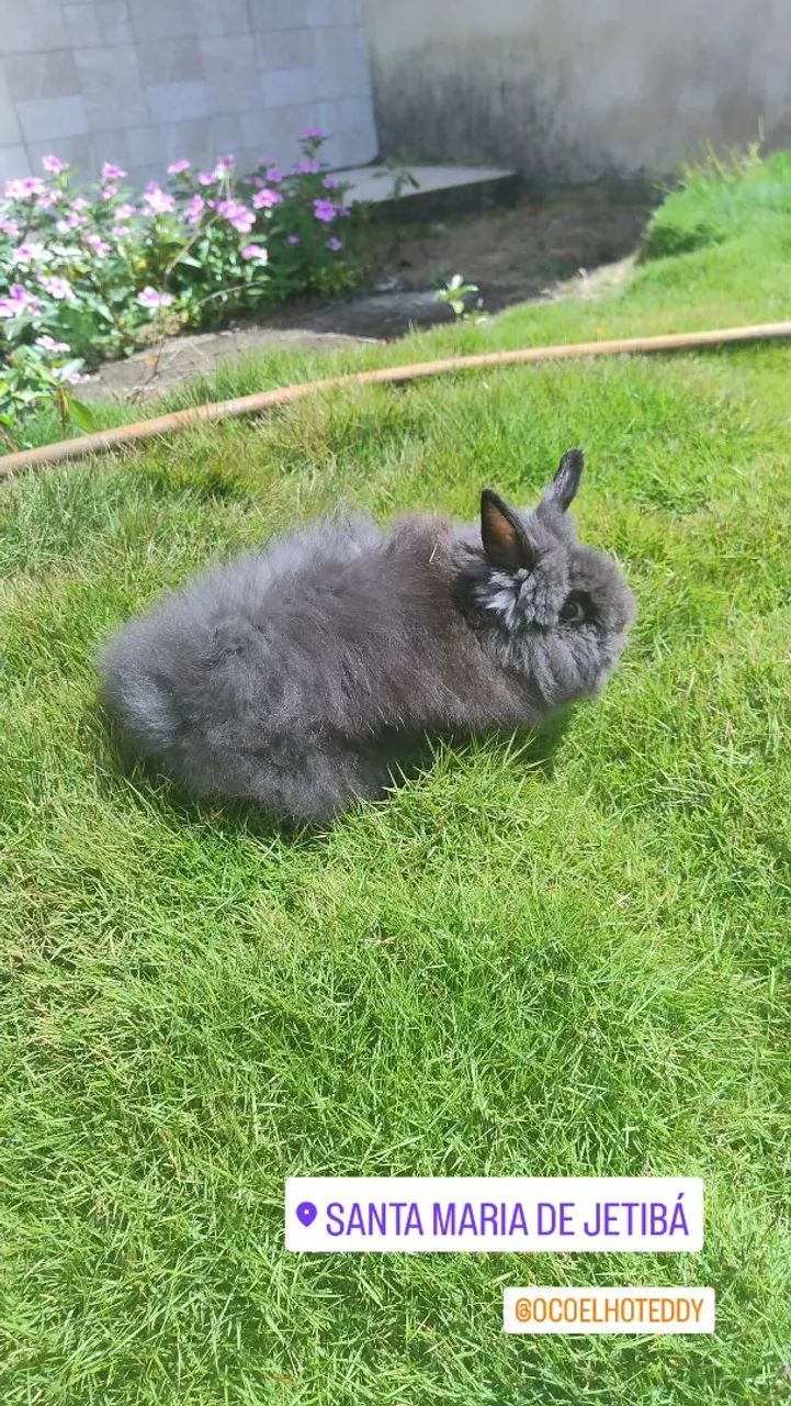 Coelho Teddy dwerg procura namorada da mesma raça  - Foto 2