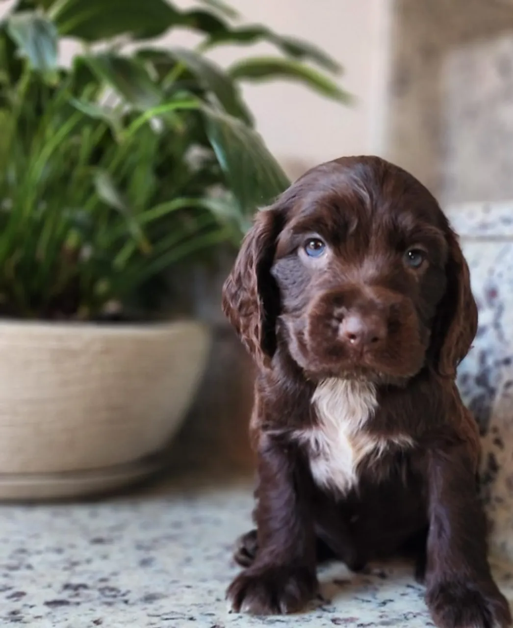 Cocker Fêmea,  com Pedigree!!  