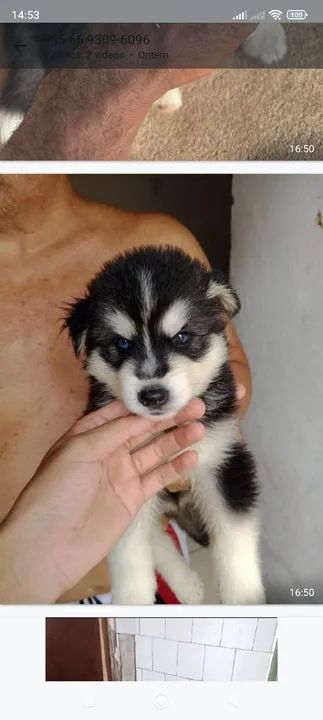 Filhote Husky Siberiano - Foto 2