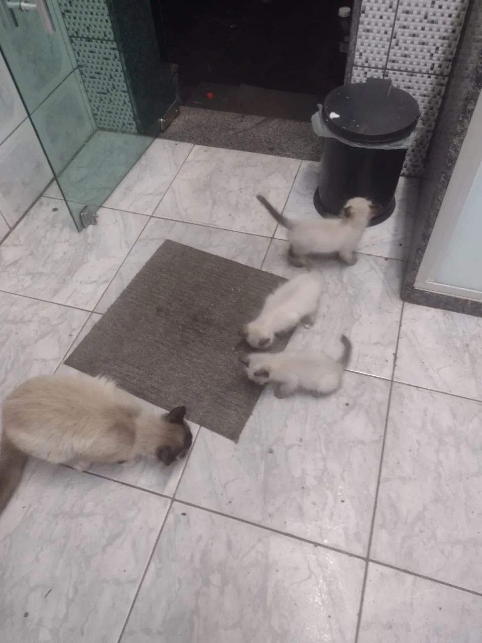 Gato siamês  - Foto 2