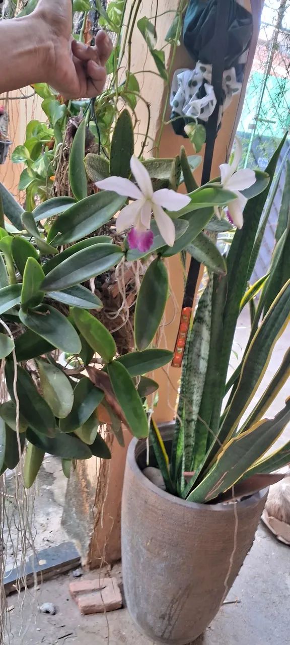 Plantas - Foto 3